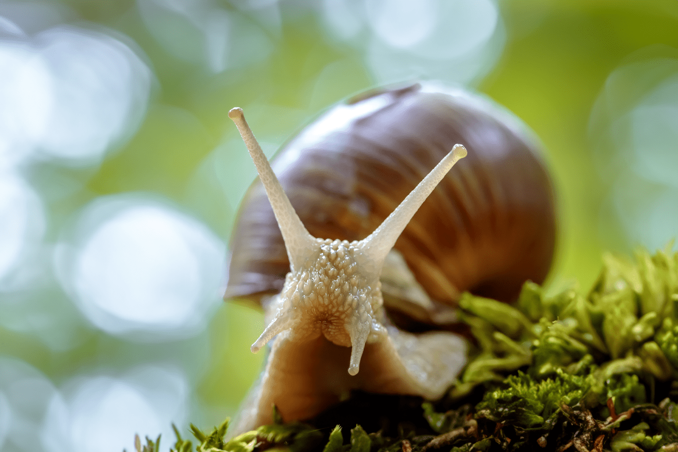 Can Snails Change Gender? Exploring Mollusk Reproduction Mysteries Bug Domain
