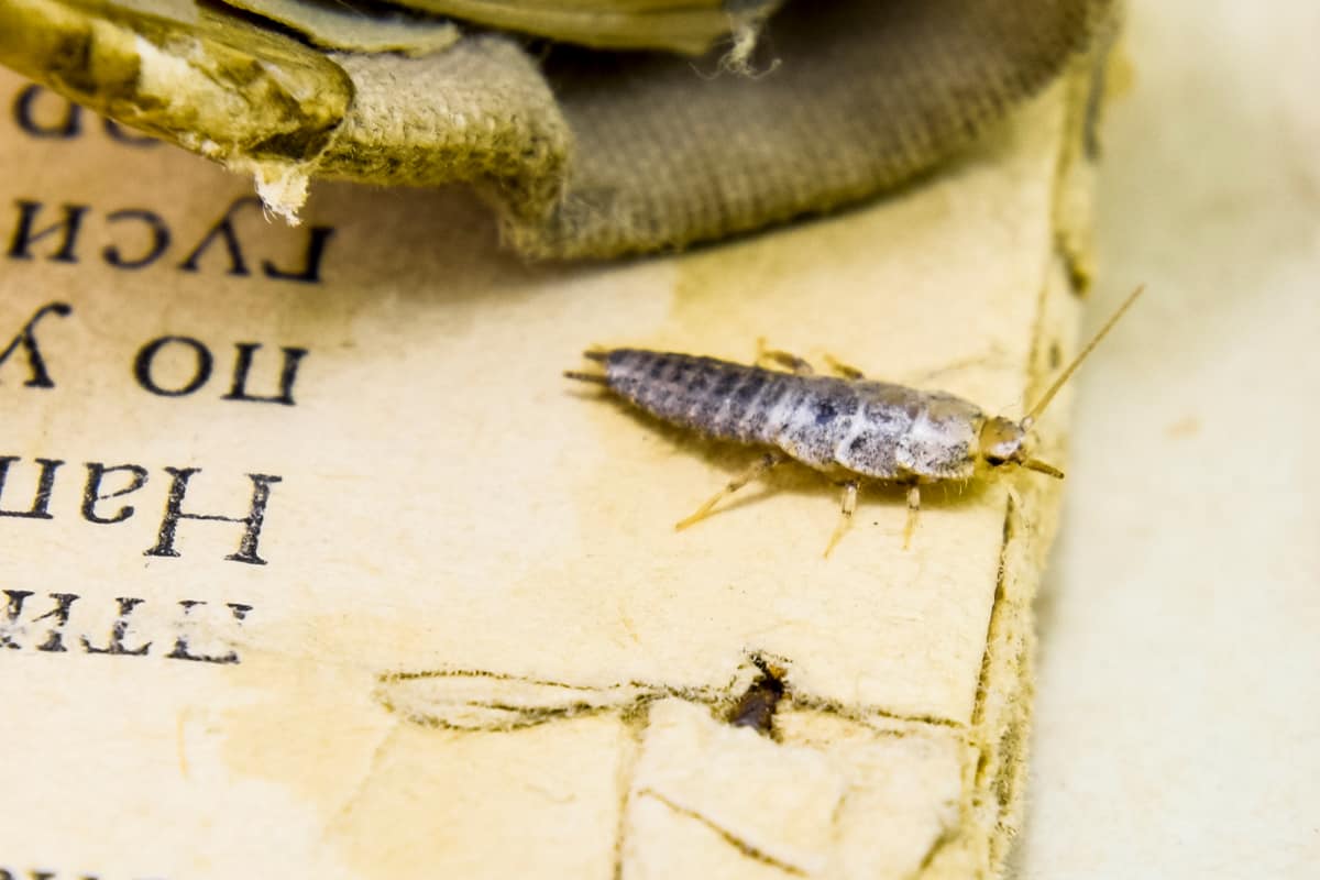 Do Silverfish Have Nests? Bug Domain