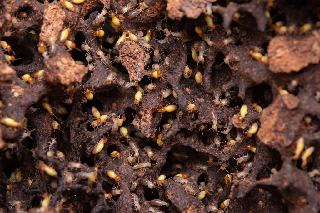 Does Salt Kill Termites? Debunking Pest Control Myths Bug Domain