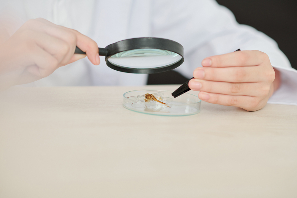 What Colors Are Dragonflies Attracted To? Bug Domain