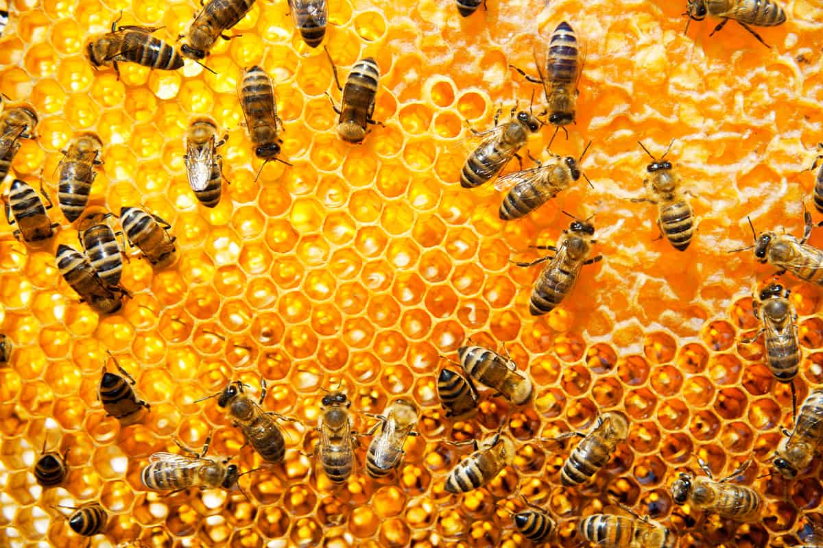 Why Do Bees Make Wax? Bug Domain