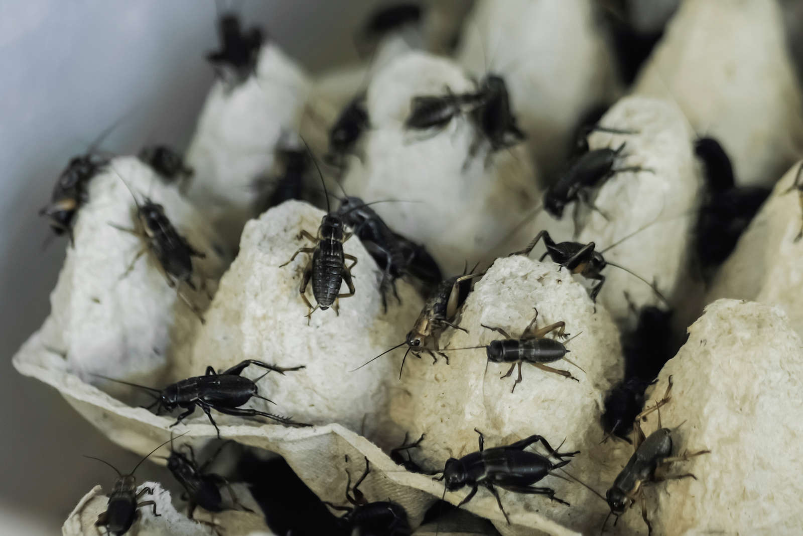 Why Do Crickets Like Egg Cartons? Bug Domain
