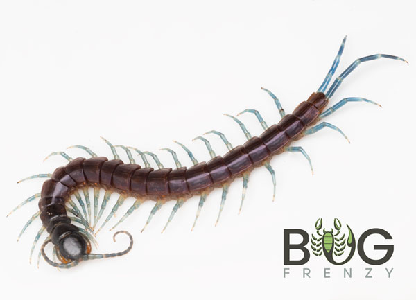 Northern Blue-Legged Centipede (Rhysida Nuda) Juvenile (40Mm) - Bug Frenzy