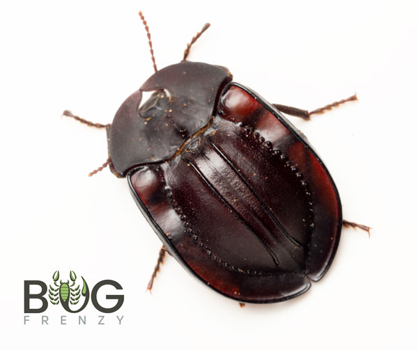 Giant PieDish Beetle (Helaea monilifera) Bug Frenzy