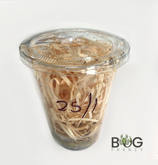 Flightless Fruit Flies (Drosophila melanogaster) Culture Bug Frenzy