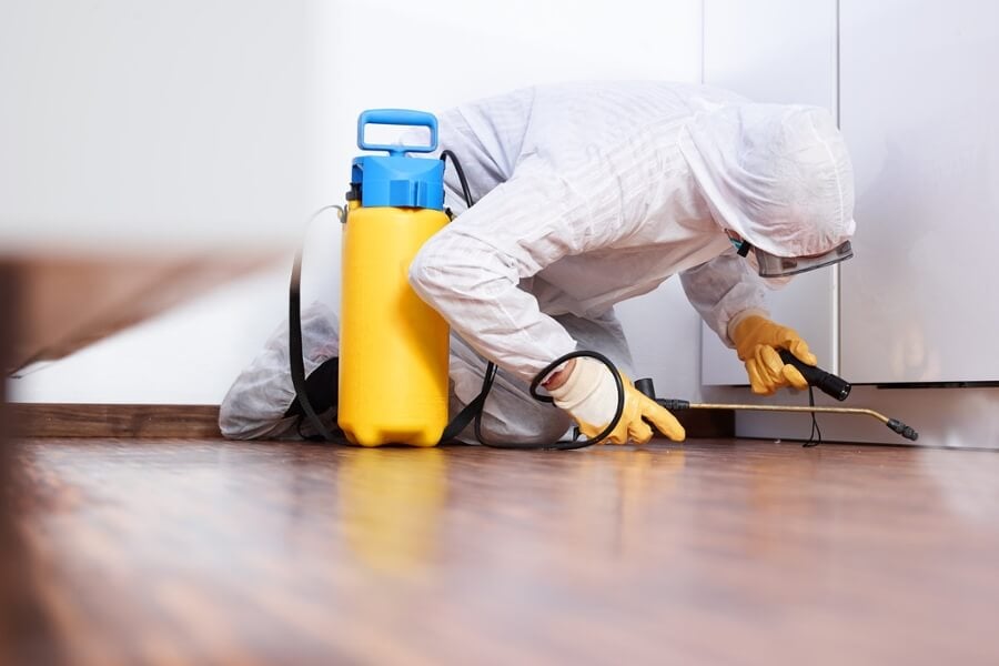 Treat Your Home for Pests How Often Should You Do It?