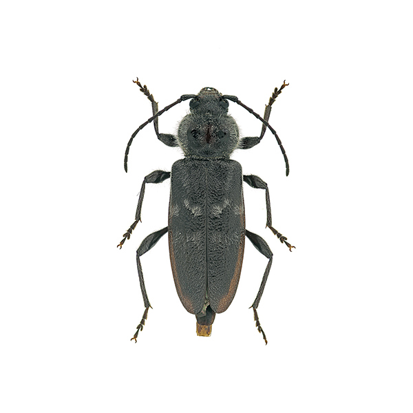 How to Identify and Prevent Wood Borer Beetles