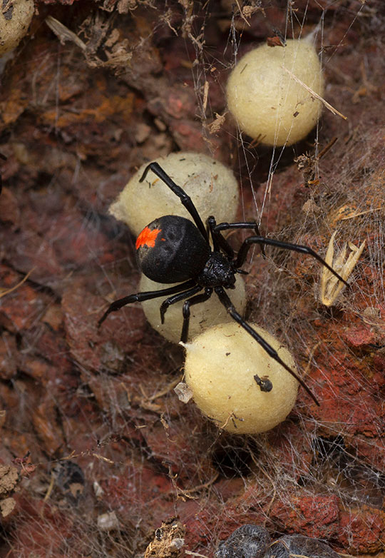 Redback Spiders BugginOut Pest Control & Management