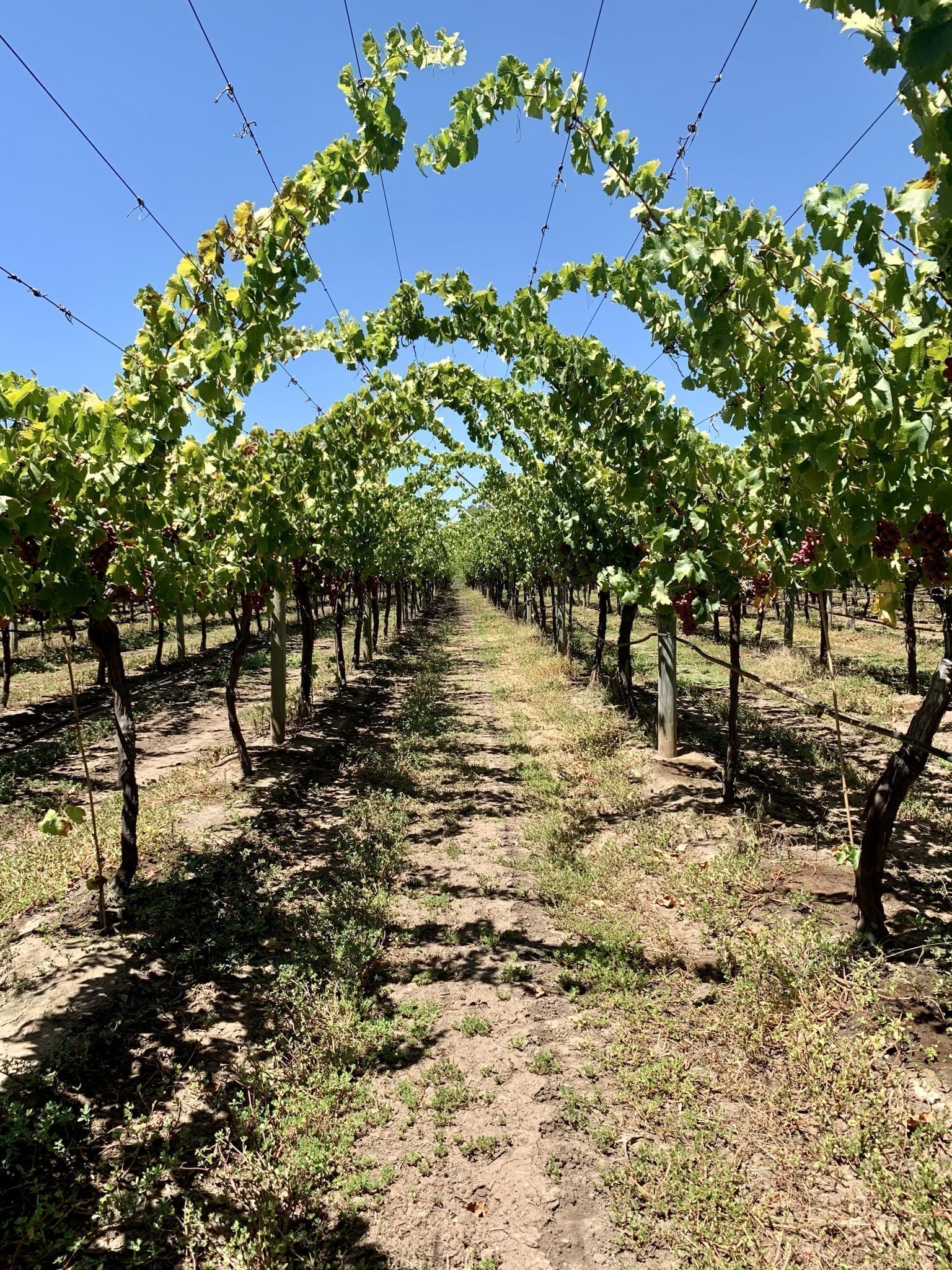 Grapes On Swan Buggybuddys guide to Perth