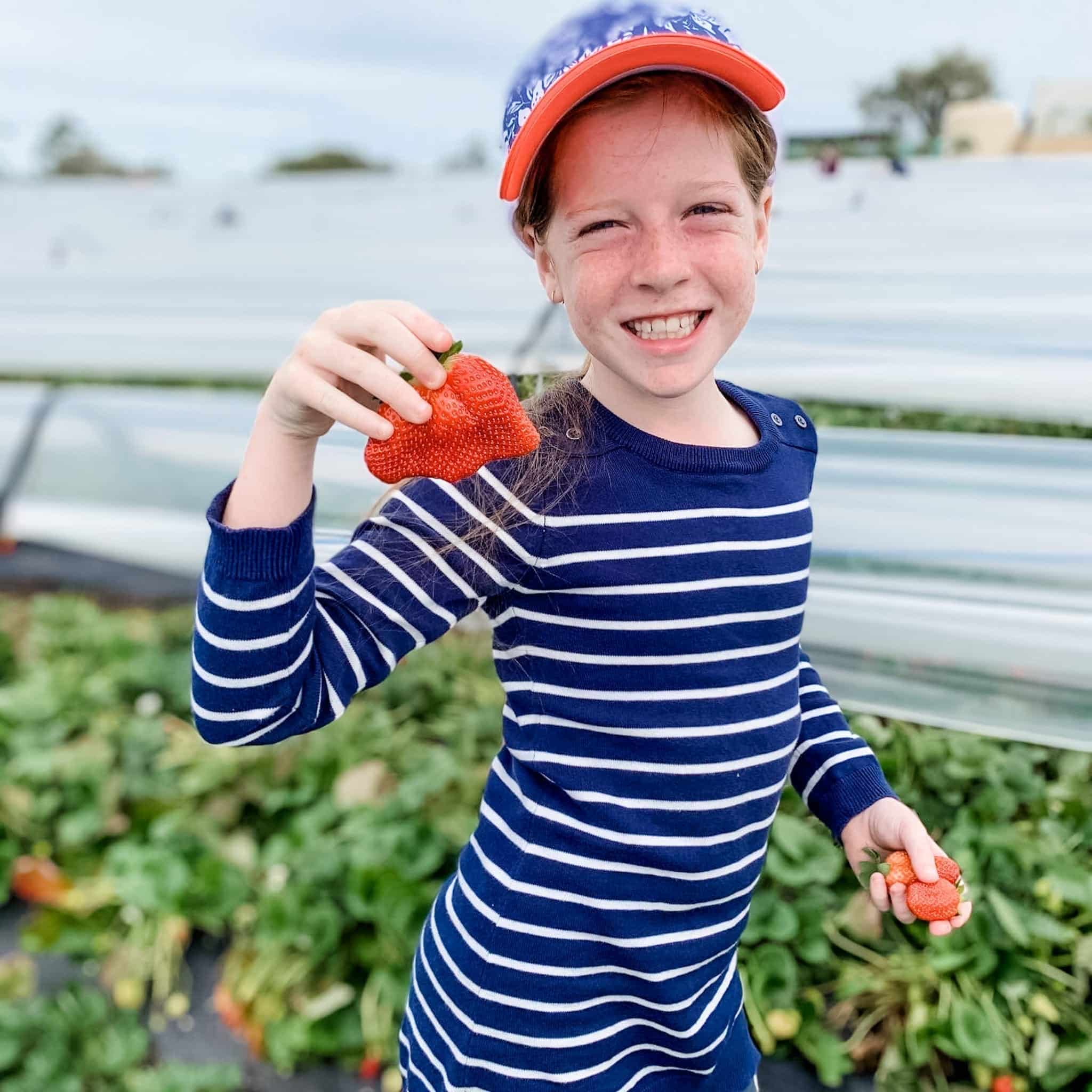 Fruit Picking Perth best places to pick Strawberries, Apples and Mangos