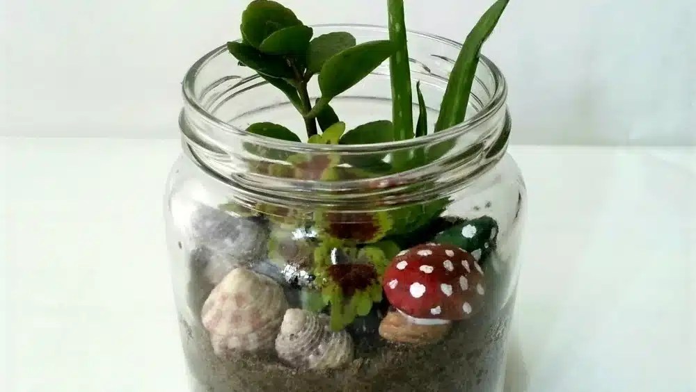 Mystical Terrariums!, March 30, 2023 Buggybuddys guide to Perth