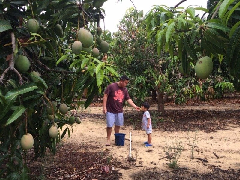 Pick your Own Mangos at Perth Mango Farm