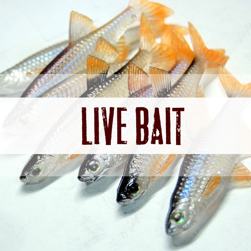 Bugmolds Soft Plastic Lure Molds