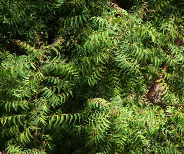 The Best Mosquito Repelling Plants According To Studies