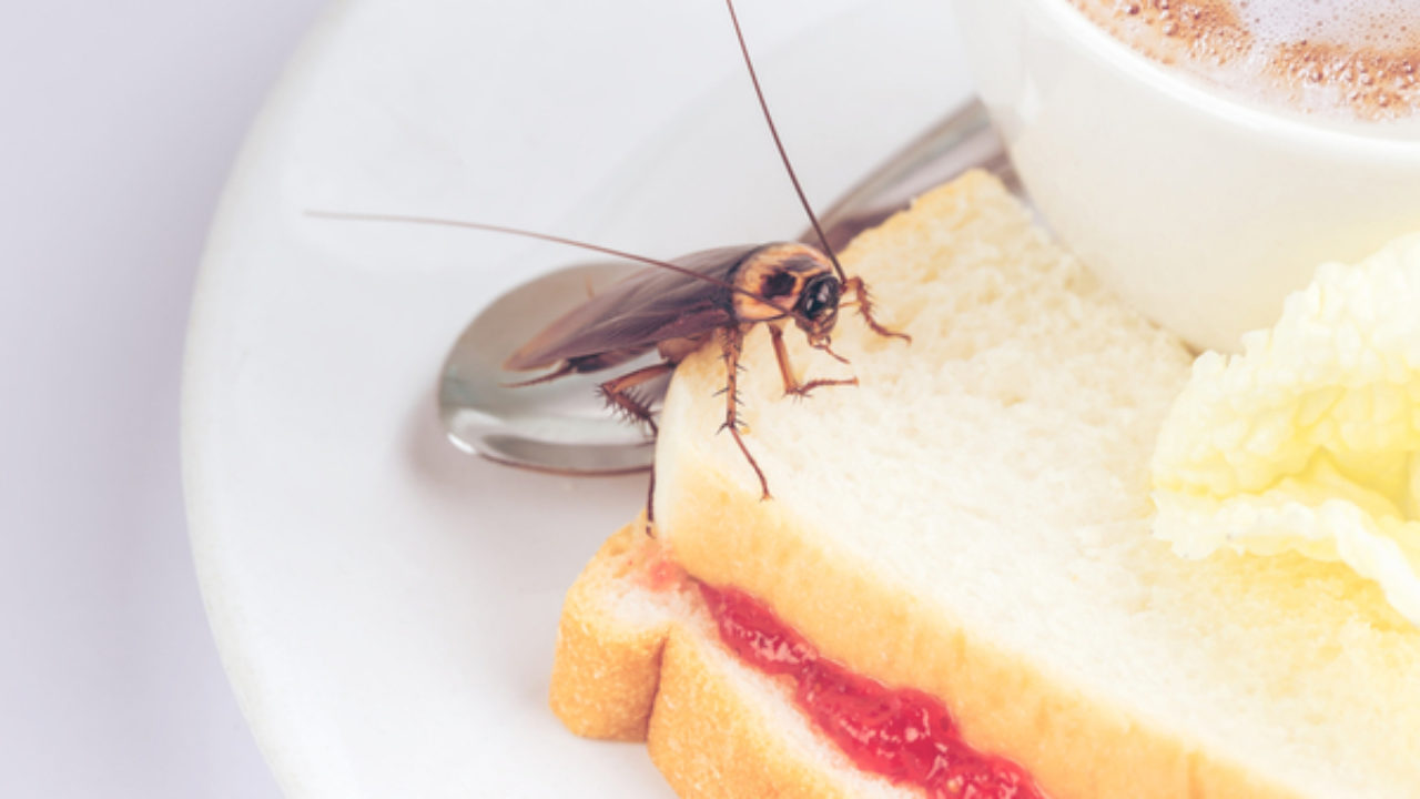 Tips to Prevent Kitchen Pests Bug Off Pest Control