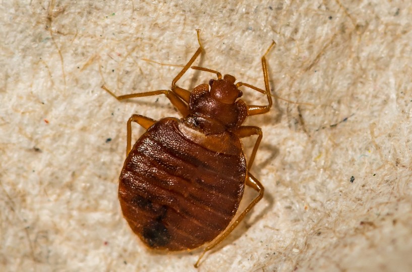 Pest Library Bug Out! Premier Pest Control and Honey Bee Rescue in