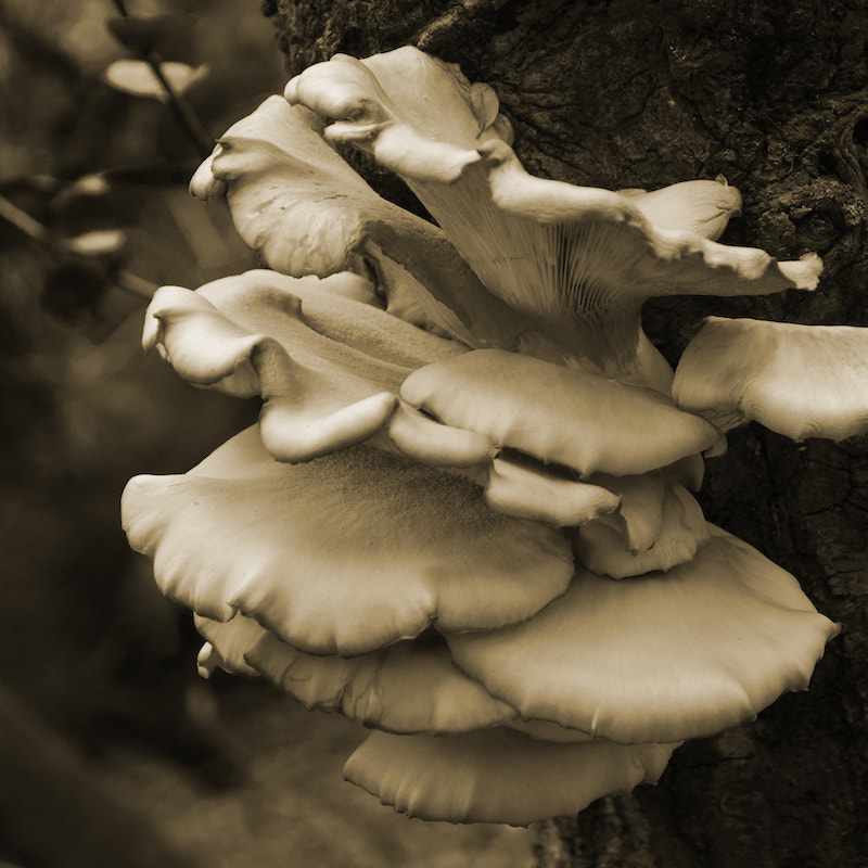 The Nutritional and Medicinal Bonanza of Oyster Mushrooms A Self
