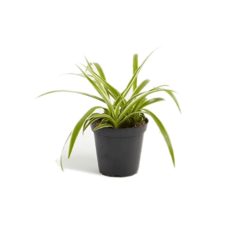 Spider Plant Bug Pets LTD