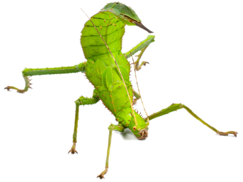 Insects Bug Pets LTD