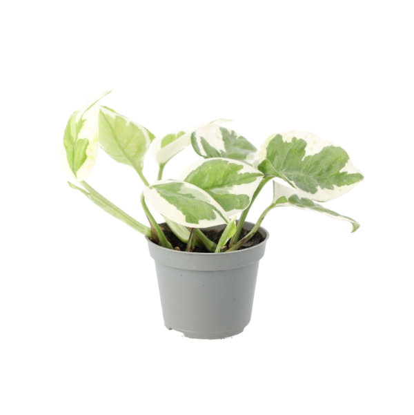 Variegated Pothos Bug Pets LTD