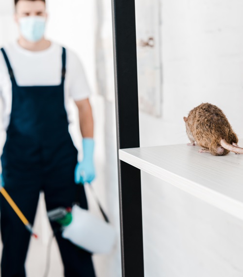 When To Call An Exterminator For Rodents Bug Pros