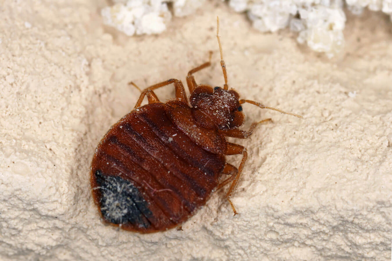 Bed Bugs Bug Runner