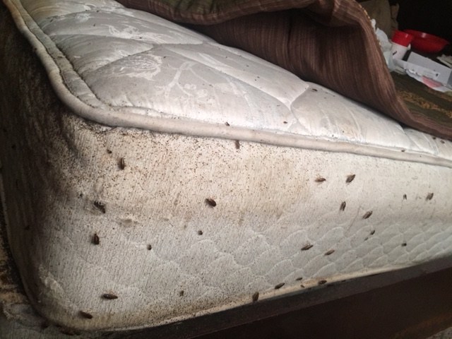 Do All Beds Have Bed Bugs