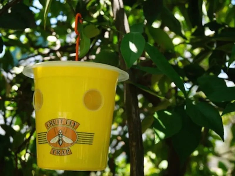 Fruit Fly Trap Pro Bugs For Bugs