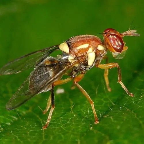 Fruit flies Queensland fruit fly Bugs for Bugs