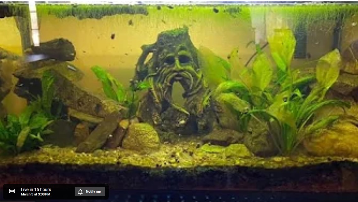 Live Pet Insects Bugs In Cyberspace