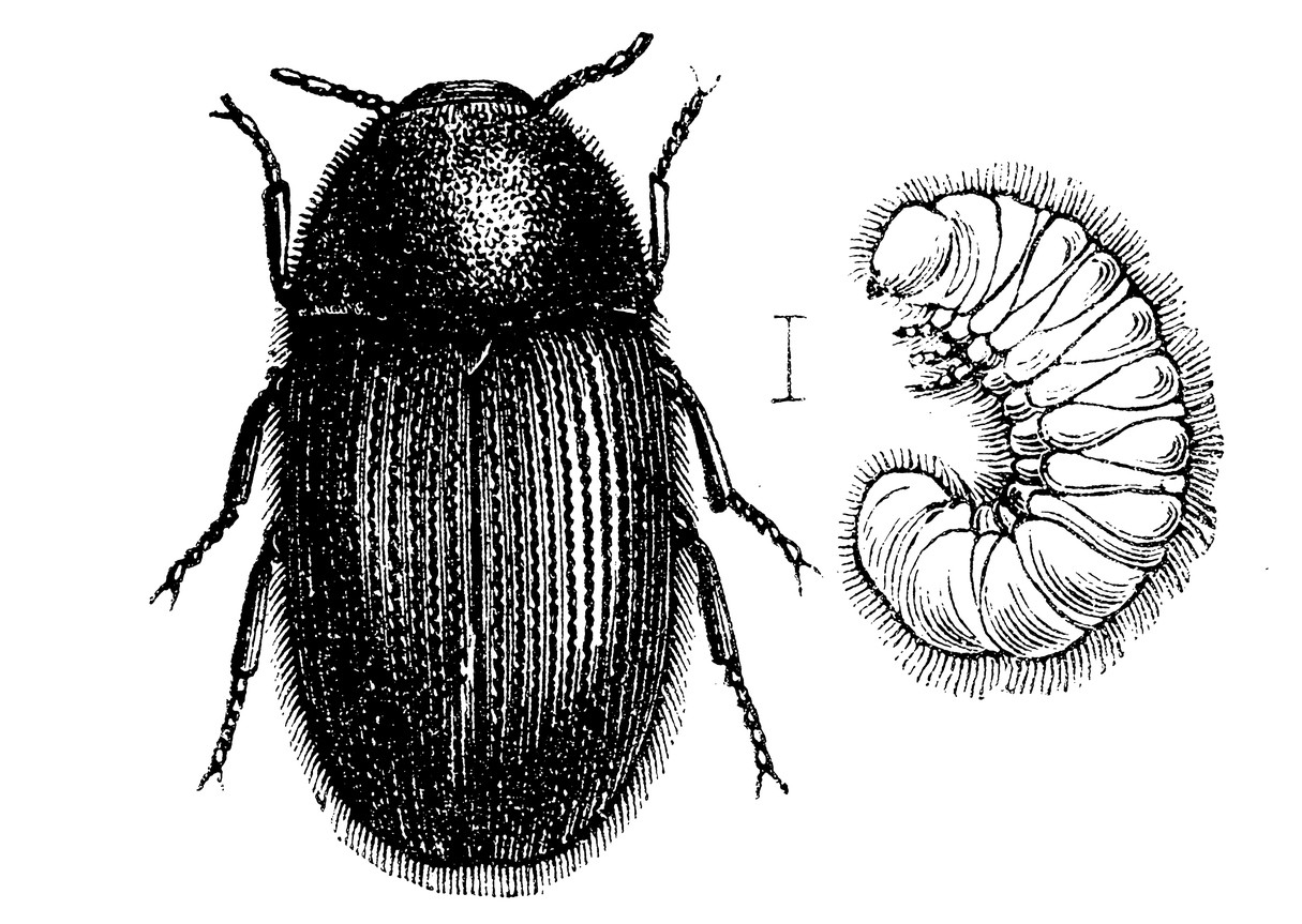 drugstore beetle control and treatments for the home