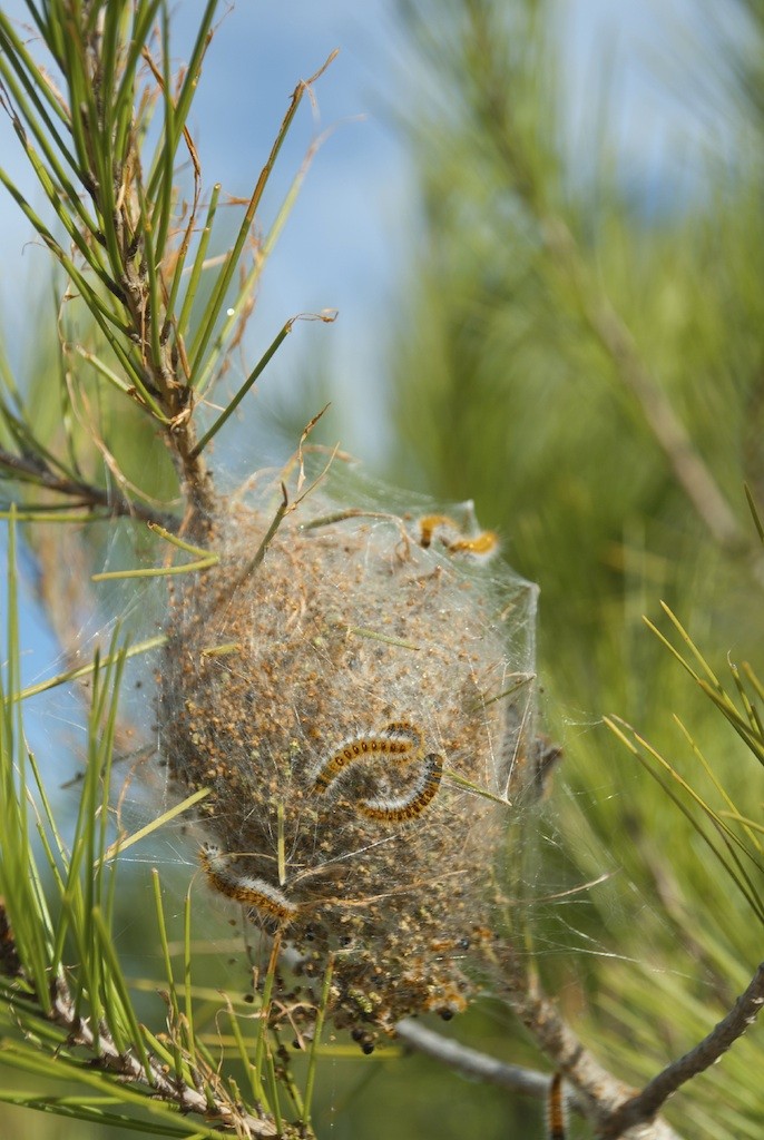 tent caterpillar control and treatments for the yard home and garden