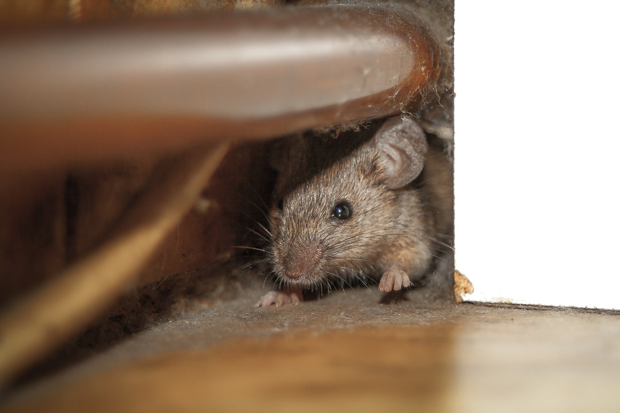 mice control traps bait poison lure and treatments for the home yard