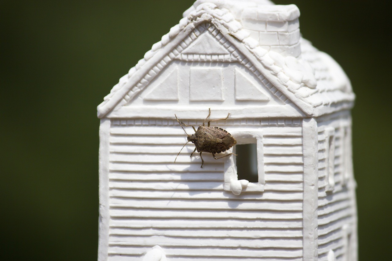 control and treatments for the home yard and garden