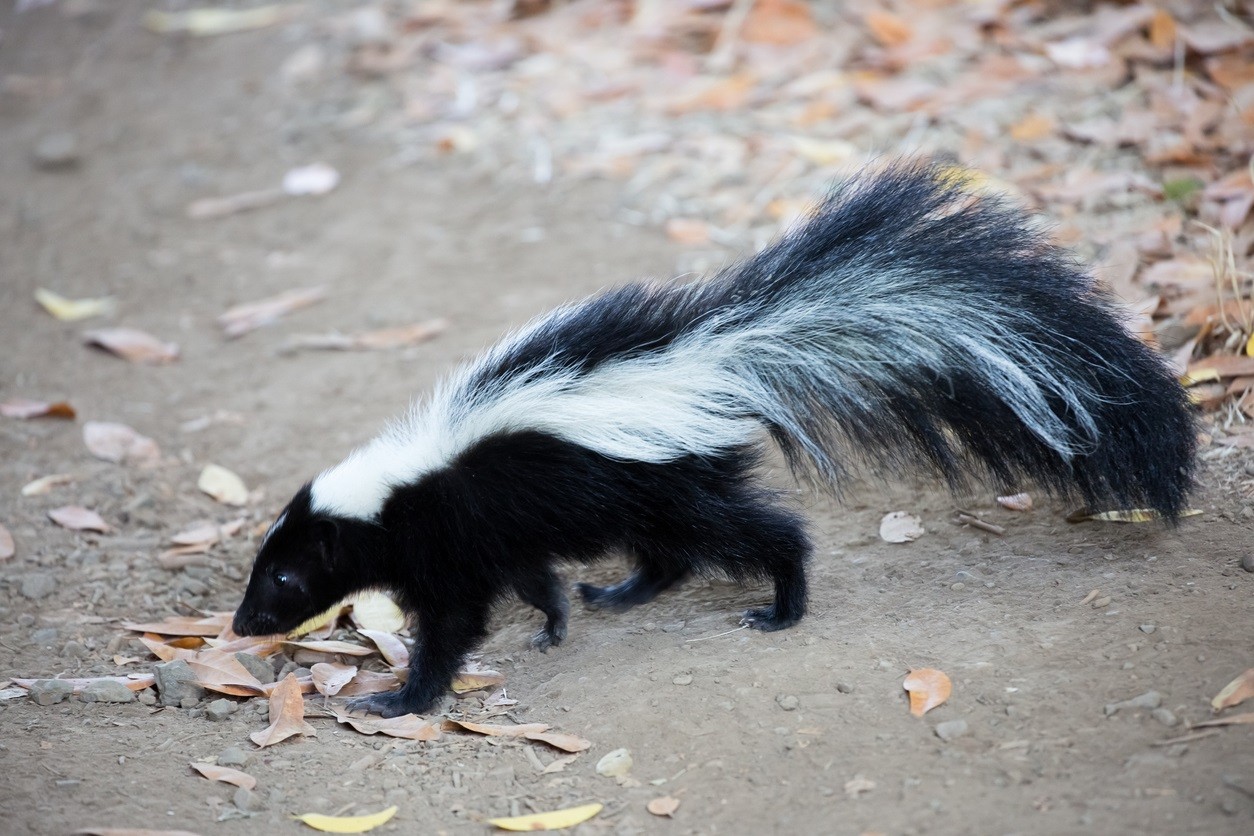 skunk control treatments and repellent for the home yard and garden