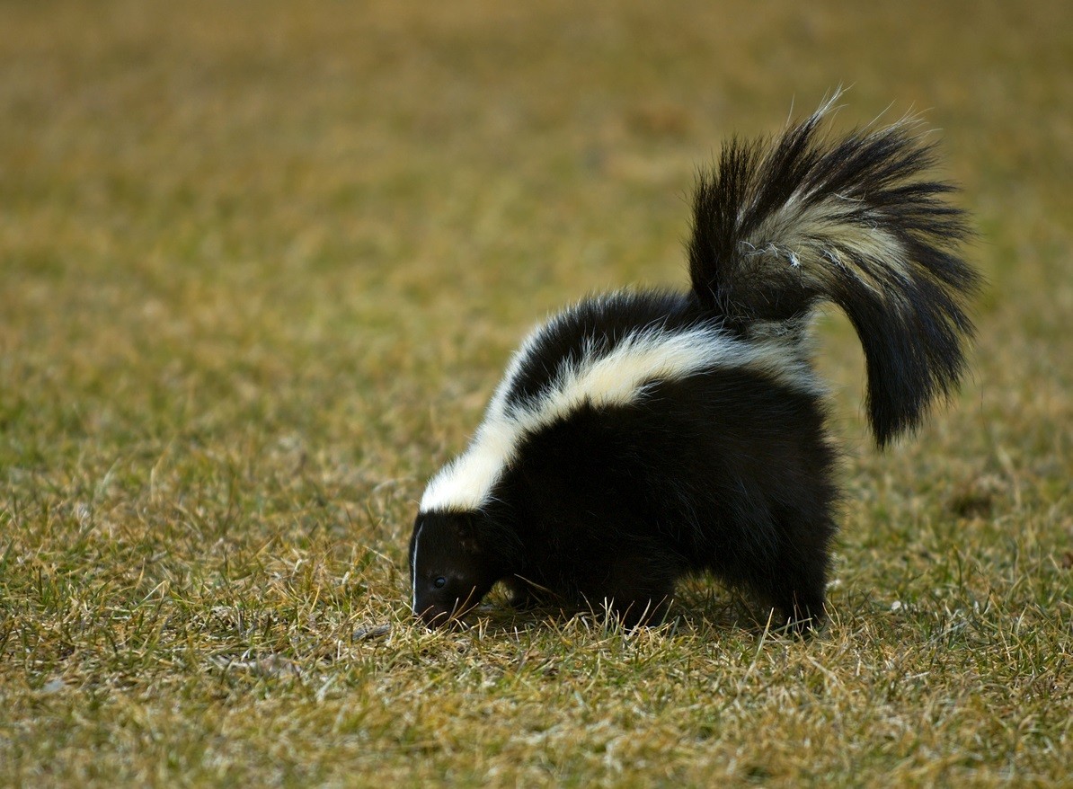 Skunks Eating Grubs