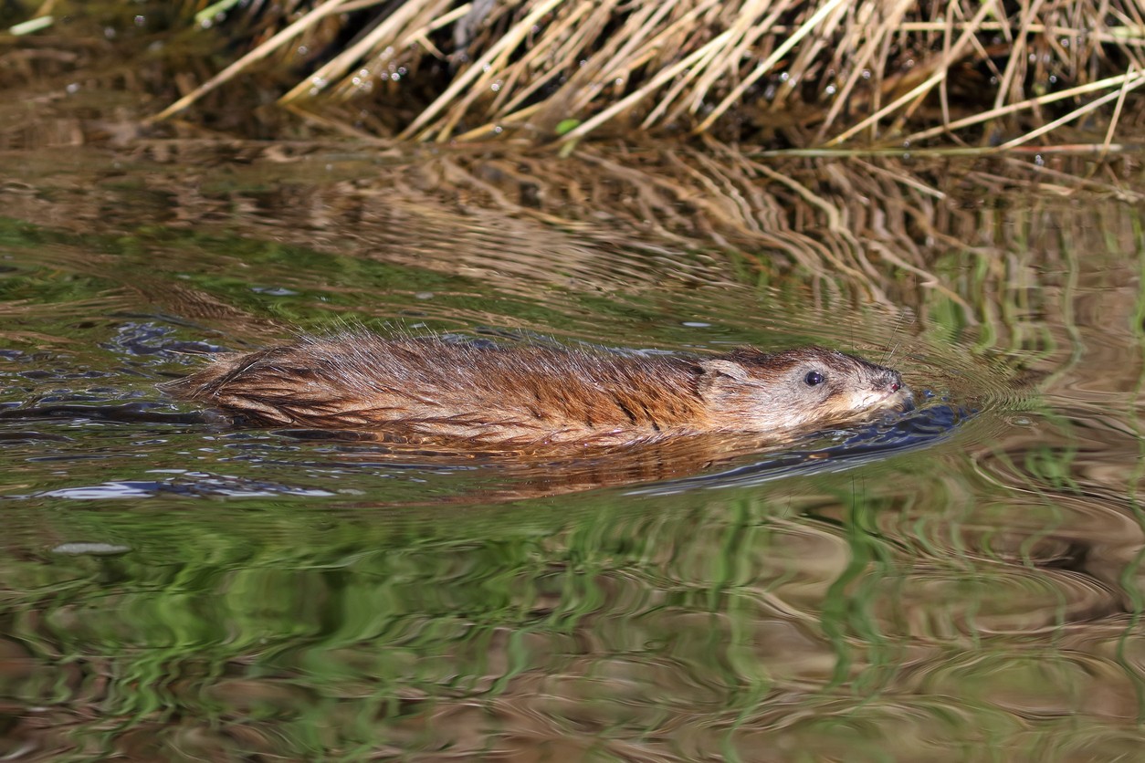 muskrat control using traps and repellents for the yard and garden