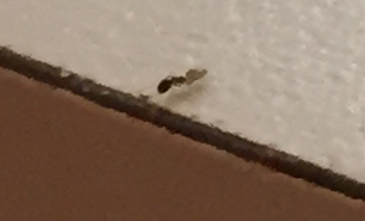 How to control ants in apartment? PEST CONTROL CHEMICALS 8008777290