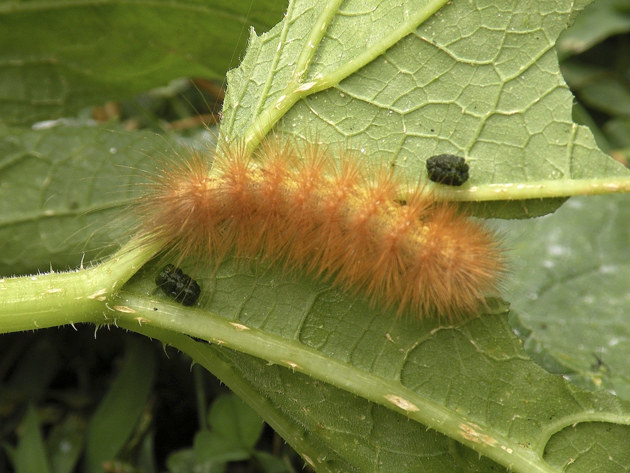 YELLOW WOOLLYBEAR CONTROL BUGSPRAY PEST CONTROL AND TREATMENTS