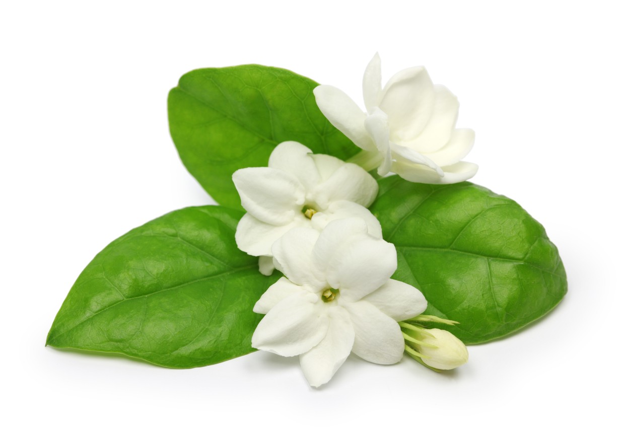 arabian jasmine, jasmine tea flower BUGSPRAY TREATMENT