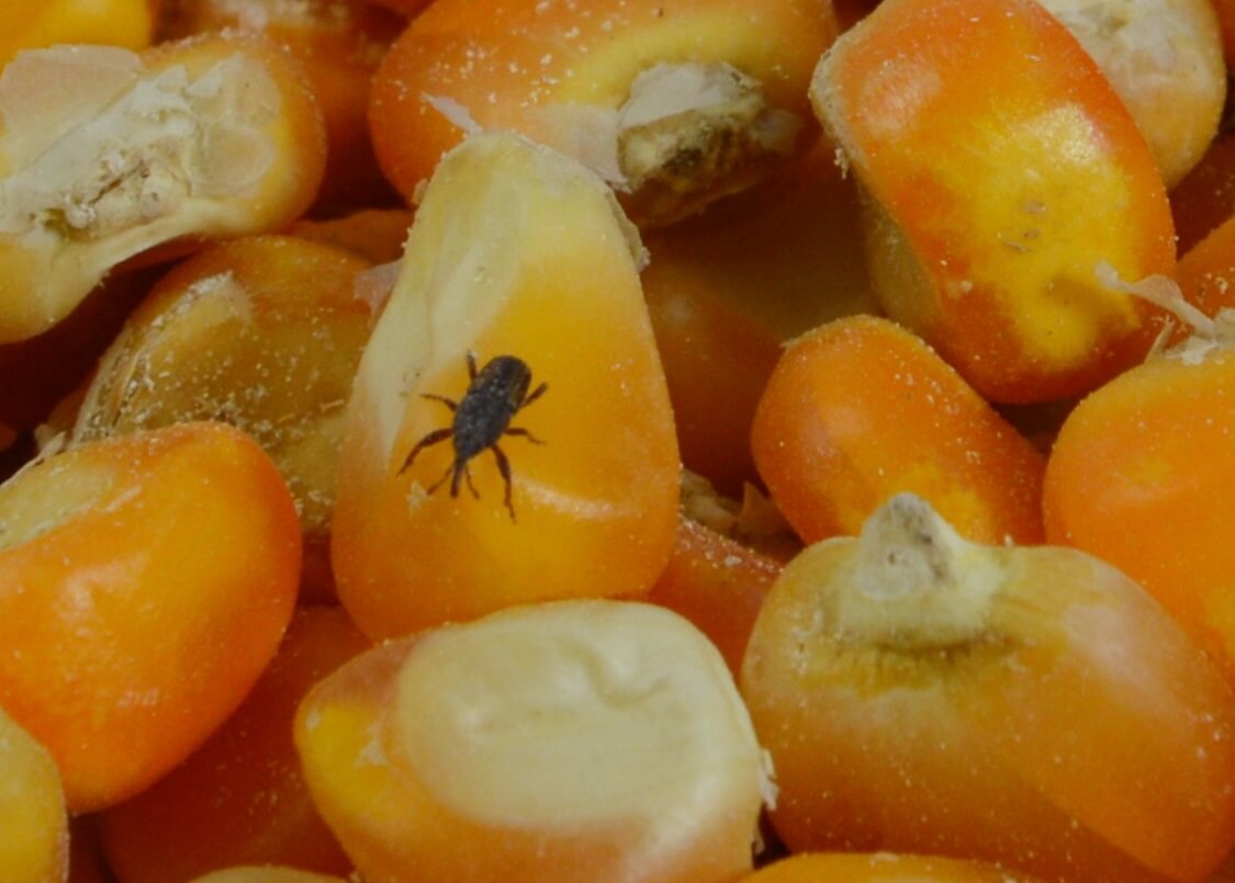 maize weevil control and treatments for the home, yard and garden