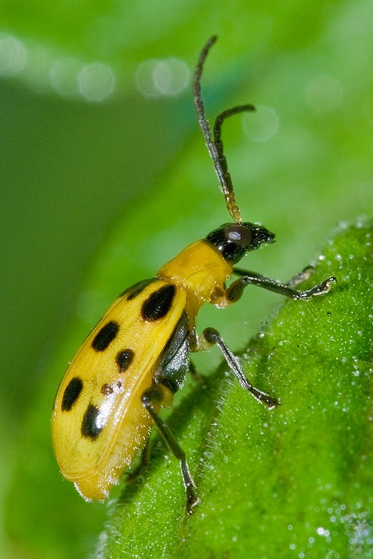 cucmber beetle control and treatments in the garden