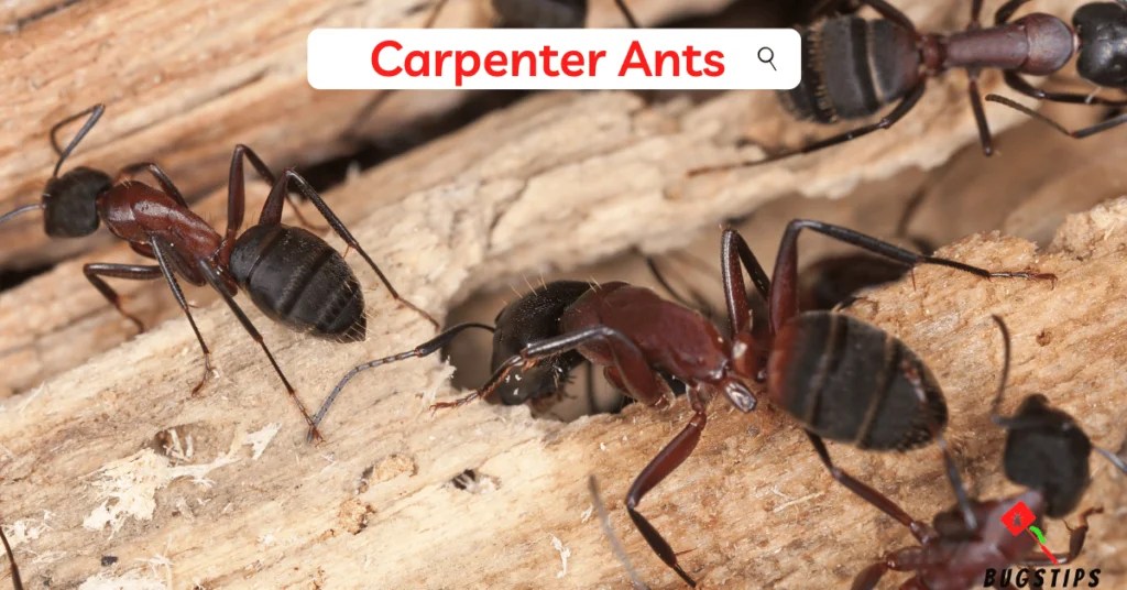 What Attracts Carpenter Ants 10 Surprising Ways You're Inviting