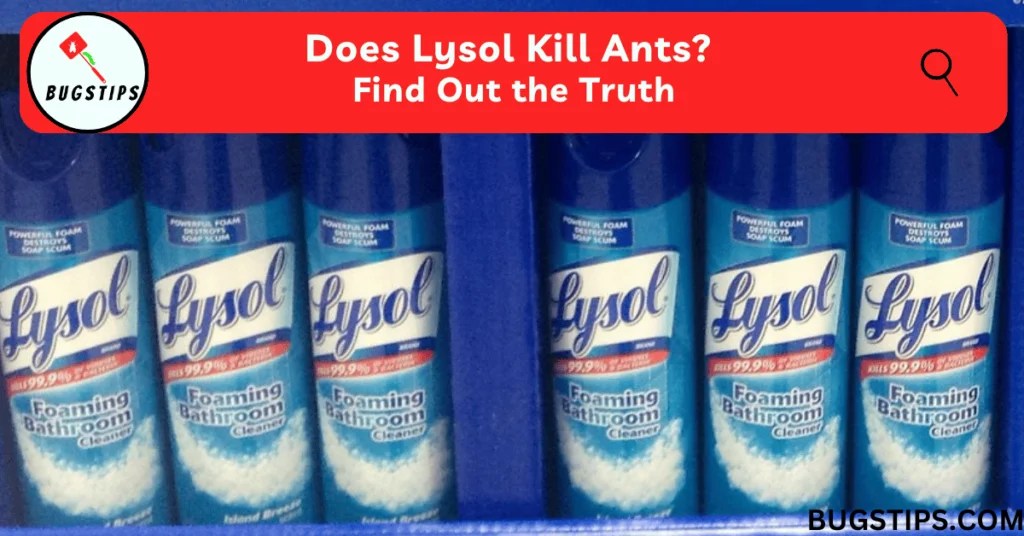 Does Lysol Kill Ants? Find Out the Truth BugsTips