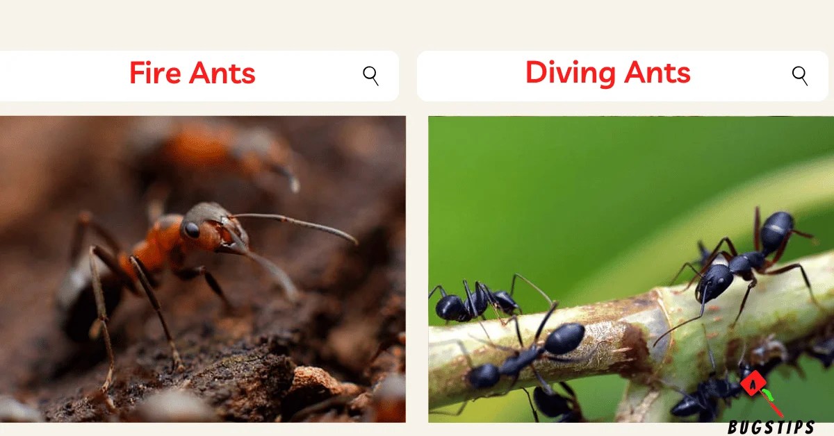 Do Ants Drown in Water? Can Ants Swim to Survive or Succumb to Submersion? BugsTips