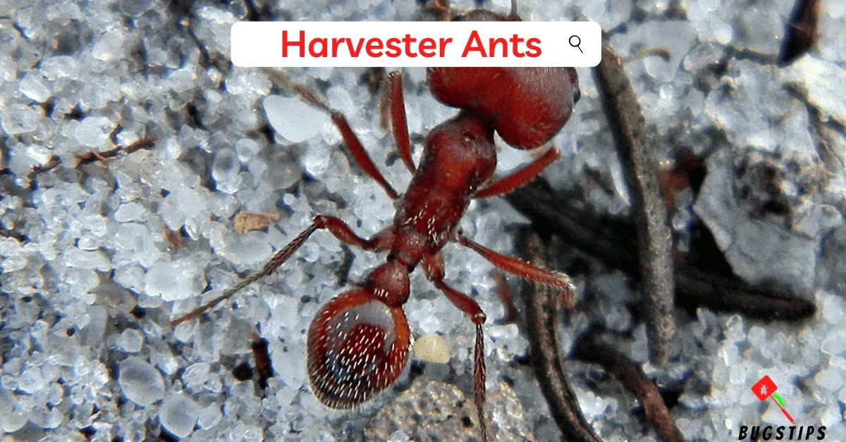 Do Ants Eat Worms? 8 Fascinating Facts That Will Amaze You! BugsTips
