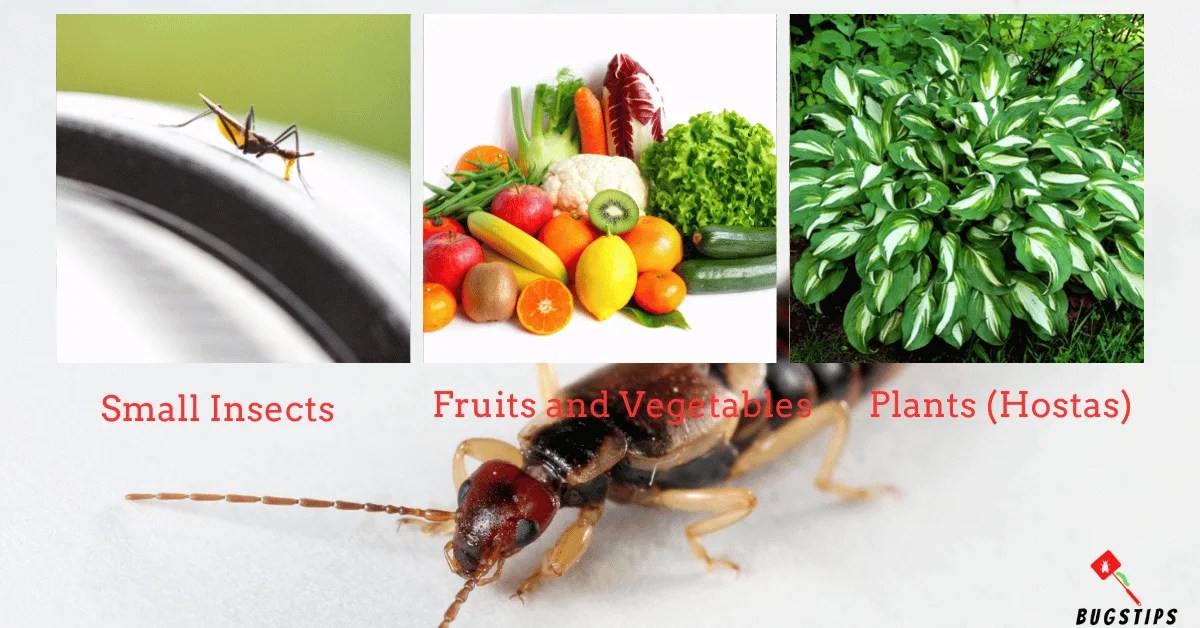 What Do Earwigs Eat? A Comprehensive Guide to Earwig's Diet BugsTips