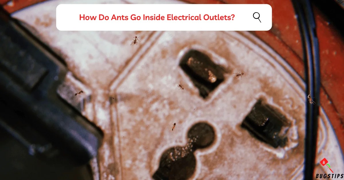 Dealing with Ants in Electrical Outlets A Comprehensive Guide BugsTips