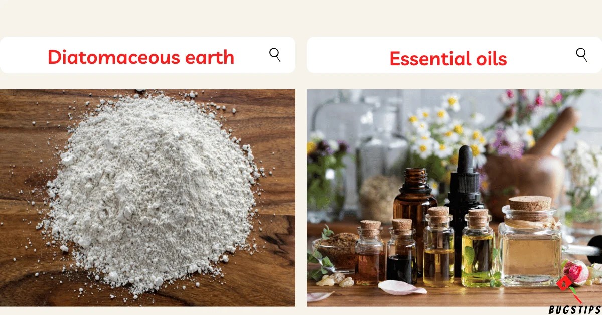 Does Listerine Kill Roaches? Here's The Truth You Need to Know BugsTips