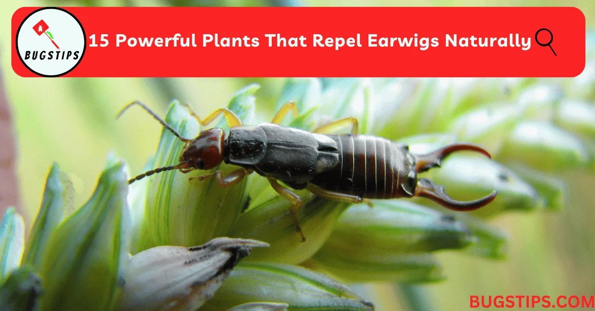 15 Powerful Plants That Repel Earwigs Naturally BugsTips